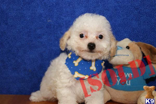 ADORABLE MALE TOY POODLE